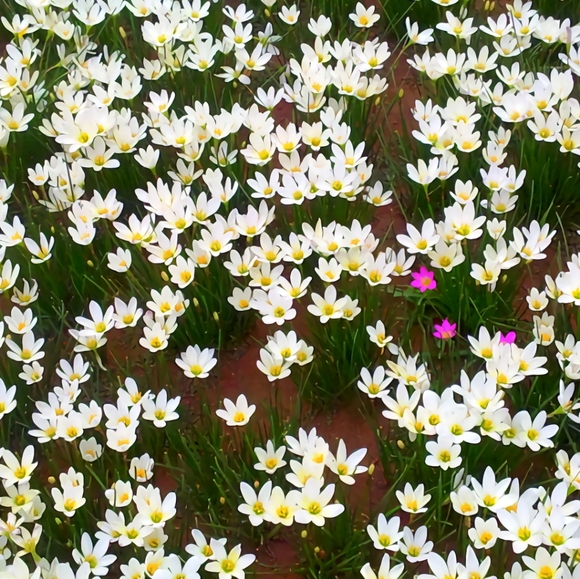 Meet your Posher, PiNK_PolkaDot♡ - Picture 15 of 16